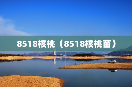 8518核桃（8518核桃苗）