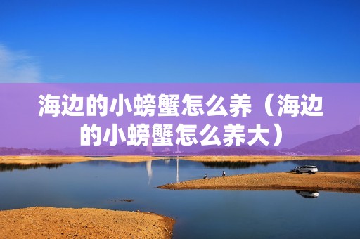 海边的小螃蟹怎么养（海边的小螃蟹怎么养大）