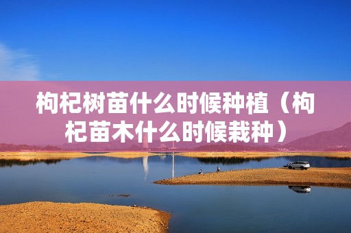 枸杞树苗什么时候种植（枸杞苗木什么时候栽种）